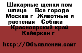 Шикарные щенки пом шпица  - Все города, Москва г. Животные и растения » Собаки   . Красноярский край,Кайеркан г.